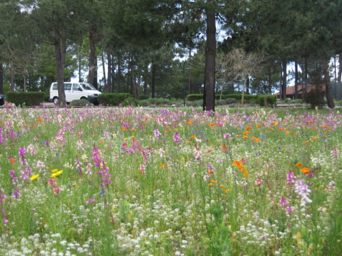 Nova Mistura de Sementes Landlab Prado Florido Bio+