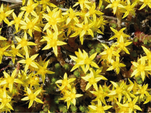 Plantas em alvéolo - Sedum Acre