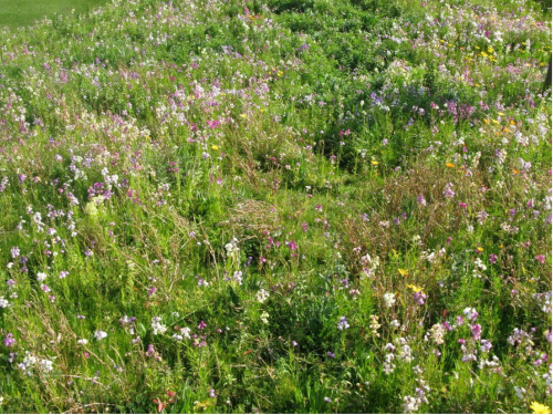 Mistura de Sementes Landlab Prado Florido Bio+