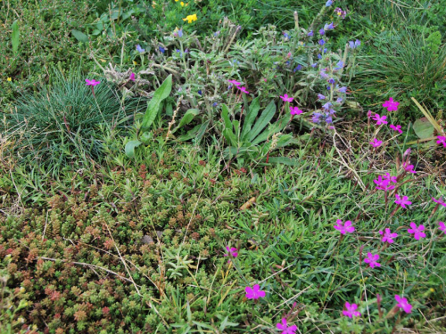 Tapete Landlab Herbáceas S + Gramíneas 