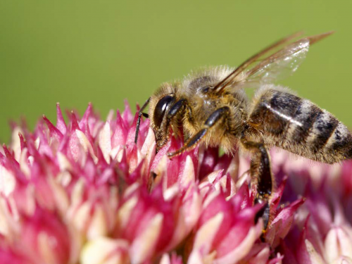 Tapete Landlab Bees and Butterflies 