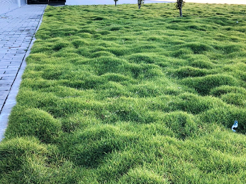 Tapete Landlab Zoysia 