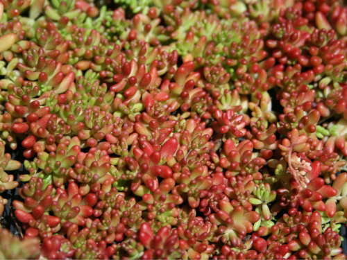 Plantas em alvéolo - Sedum Album Coral Carpet 