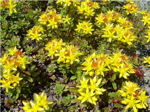 Plantas em alvéolo - Sedum Floriferum 