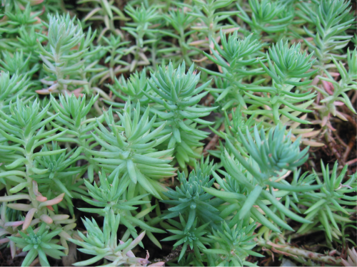 Plantas em alvéolo - Sedum Reflexum 