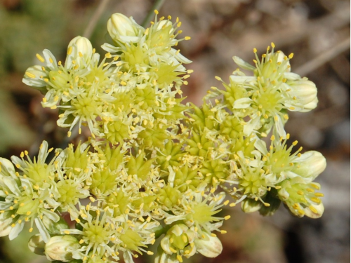 Plantas em alvéolo - Sedum Sediforme 