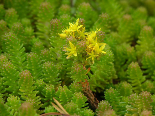 Plantas em alvéolo - Sedum Sexangulare