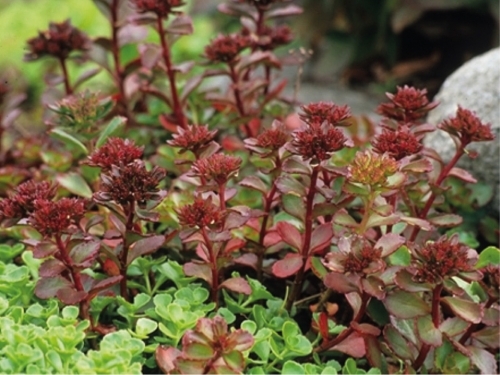 Plantas em alvéolo - Sedum Spurium