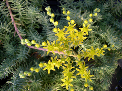 Plantas em alvéolo - Sedum Rupestre