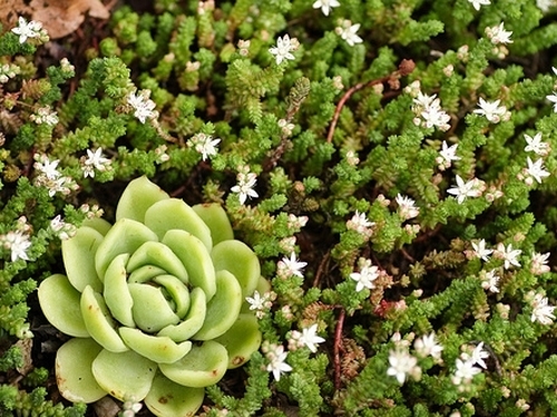 Plantas em alvéolo - Sedum Moranense