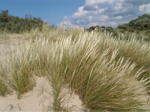 Plantas em alvéolo - Ammophila arenaria