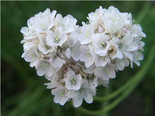 Plantas em alvéolo - Armeria maritima alba