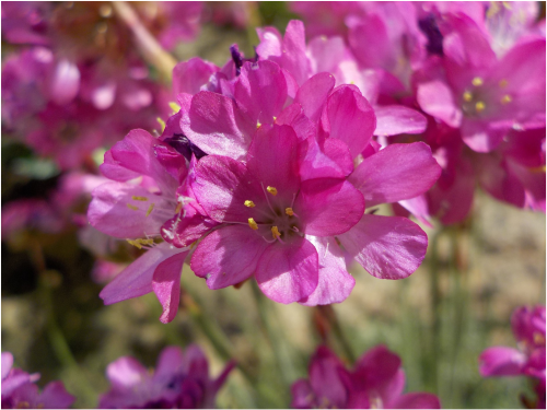 Plantas em alvéolo - Armeria maritima splendens