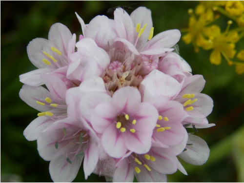 Plantas em alvéolo - Armeria pungens