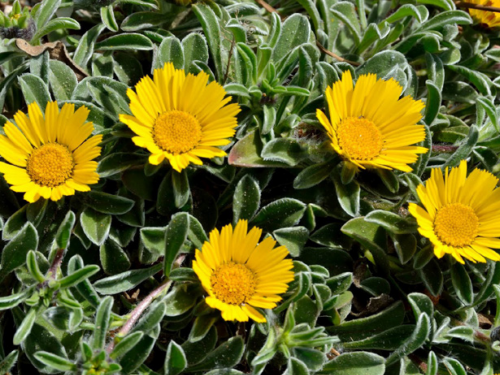 Plantas em alvéolo - Asteriscus maritimus