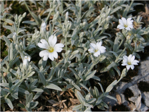 Plantas em alvéolo - Cerastium tomentosum 