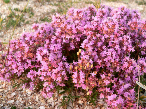 Plantas em alvéolo - Thymus serpyllum