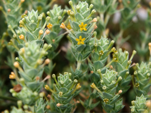 Plantas em alvéolo - Crucianella maritima 