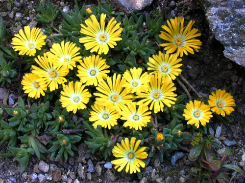 Plantas em alvéolo - Delosperma congestum