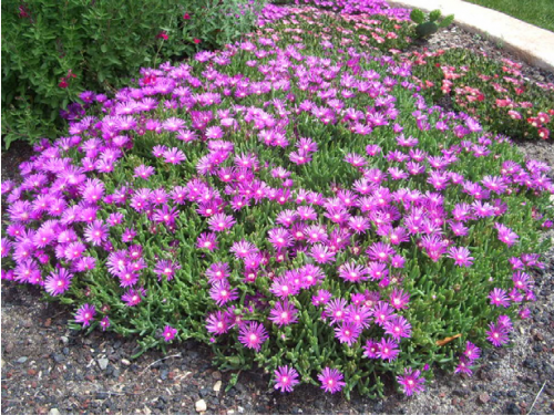 Plantas em alvéolo - Delosperma cooperi