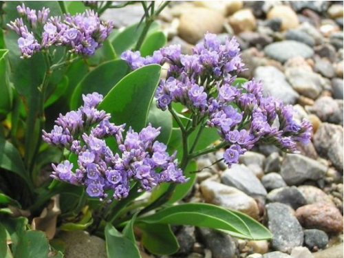 Plantas em alvéolo - Limonium vulgare