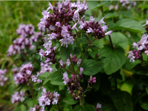 Plantas em alvéolo - Origanum vulgare