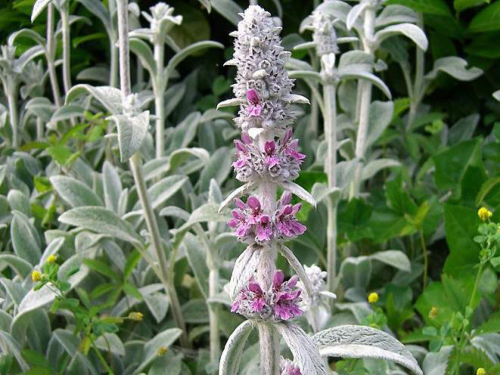 Plantas em alvéolo - Stachys byzantina