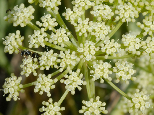 Plantas em alvéolo - Crithmum maritimum 