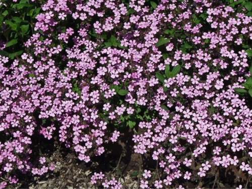 Plantas em alvéolo - Saponaria ocymoides 