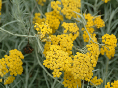 Plantas em alvéolo - Helichrysum italicum 