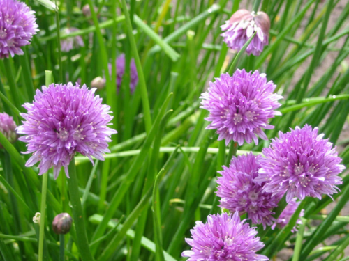 Plantas em alvéolo - Allium schoenoprasum