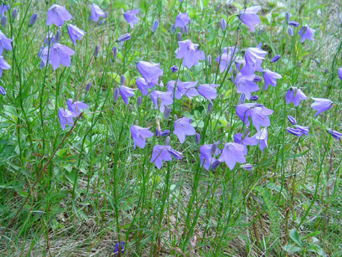 Plantas em alvéolo - Campanula rotundifolia