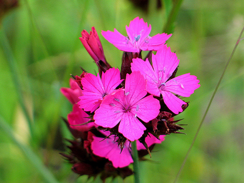 Plantas em alvéolo - Dianthus carthusianorum