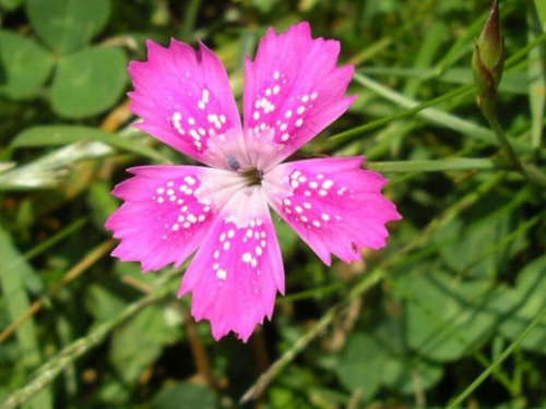 Plantas em alvéolo - Dianthus deltoides