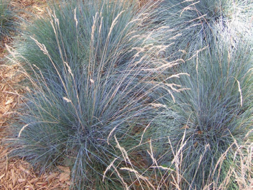 Plantas em alvéolo - Festuca glauca