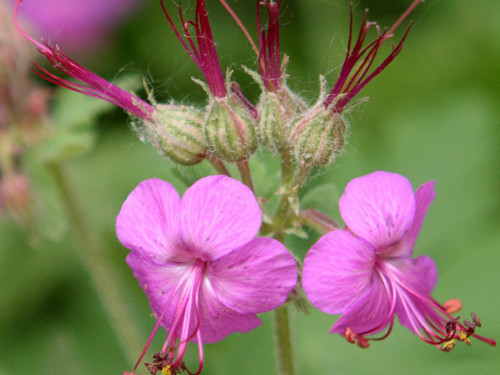 Plantas em alvéolo - Geranium macrorrhizum