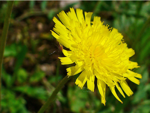 Plantas em alvéolo - Hieracium pilosella