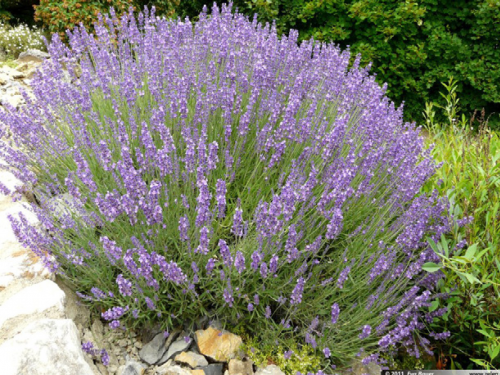 Plantas em alvéolo - Lavandula angustifolia