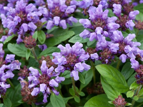 Plantas em alvéolo - Prunella grandiflorum